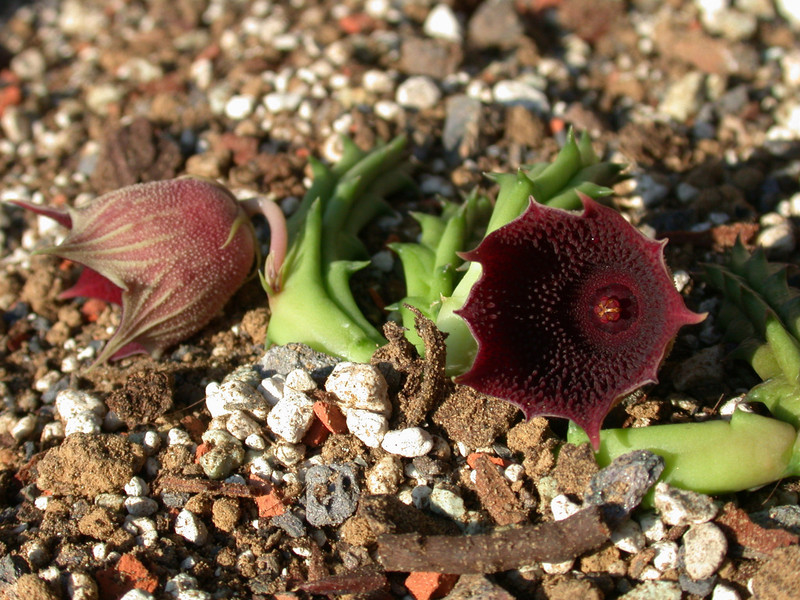 huernia keniensis kleinbl zacher 06