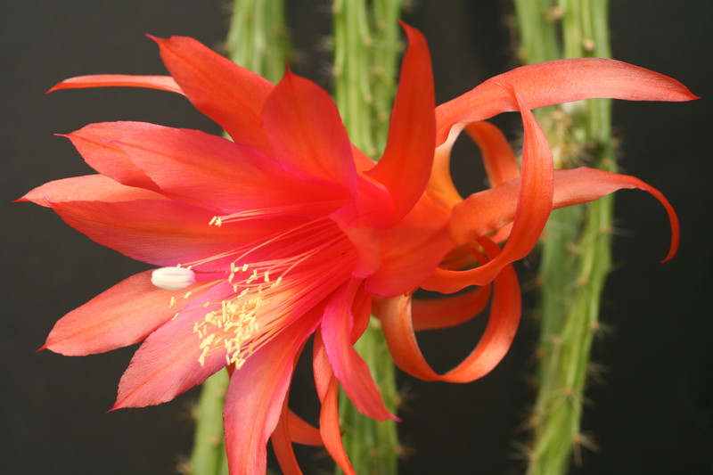 aporocactus contessa 0287