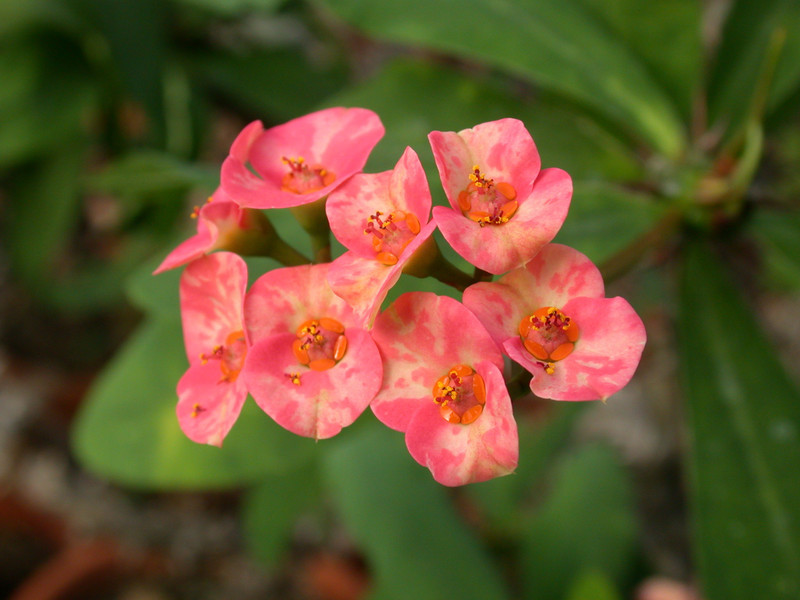 euphorbia mili thai hybr 1