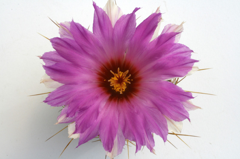 thelocactus bicolor tricolor 9854