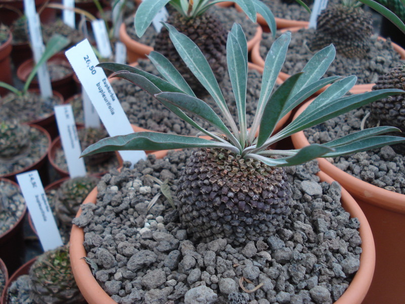 euphorbia bupleurifolia 9956