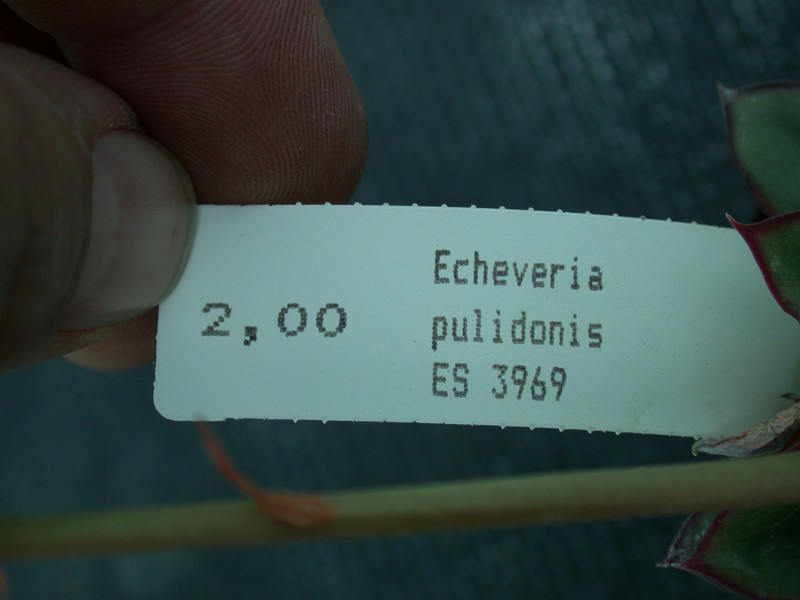 echeveria pulidonis es3969 06
