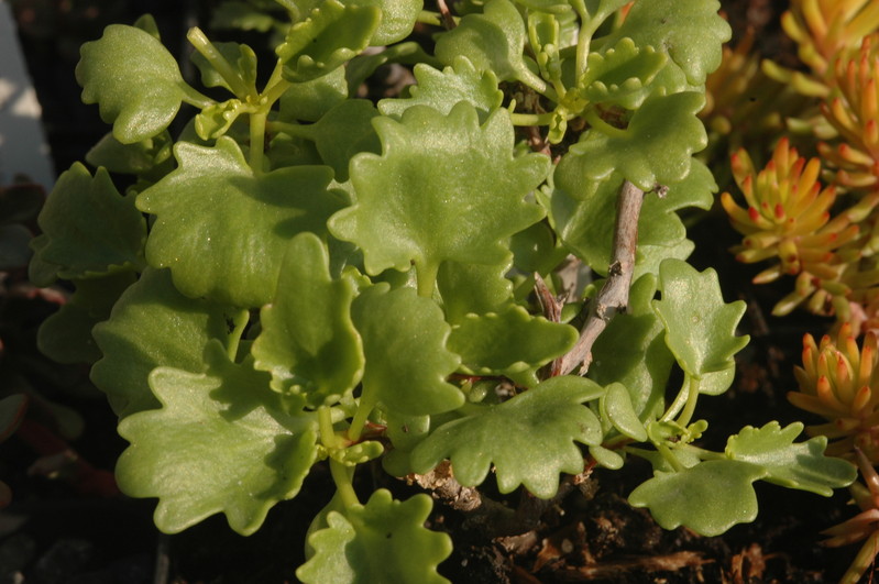 sedum popolifolium 1365
