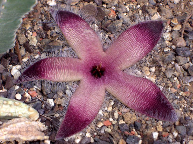stapelia gigantea 0250