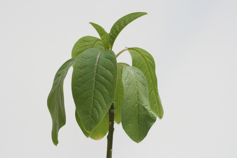 phytolacca dioica 3499