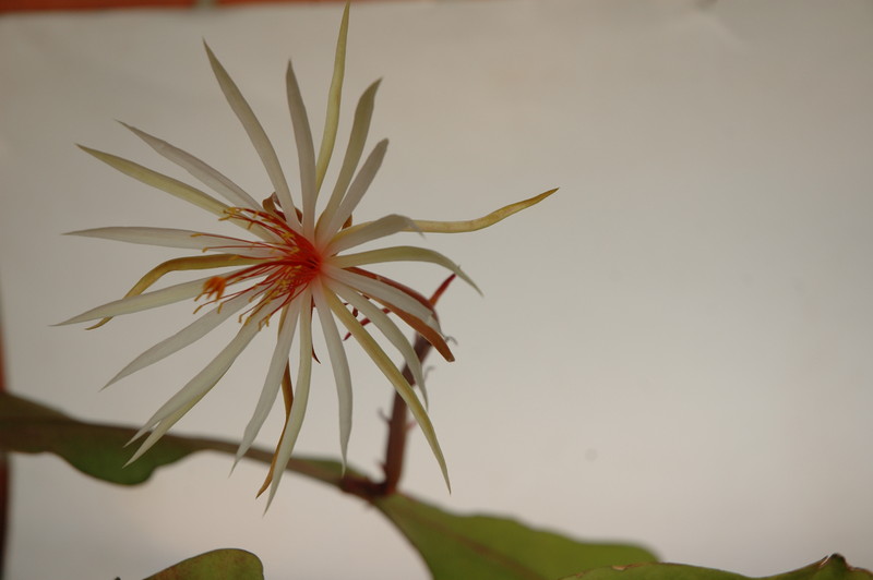 epiphyllum phyllanthus rubrocoronatum rba373 719