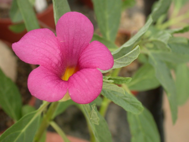 pterodiscus zimbabwe 01