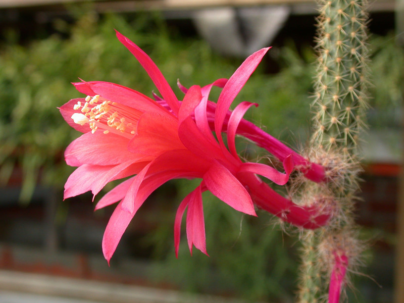 aporocactus flagelliformis 4