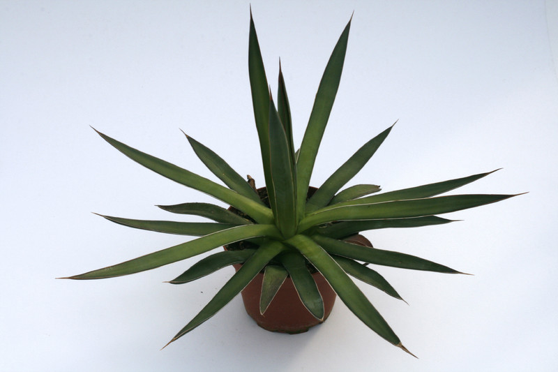 agave ocahui 7667