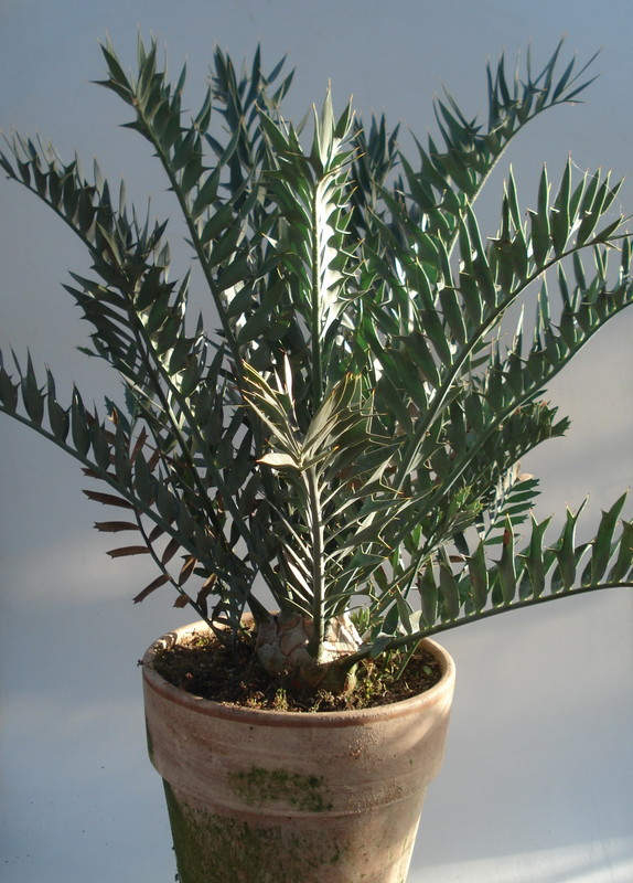 encephalartos horridus 3