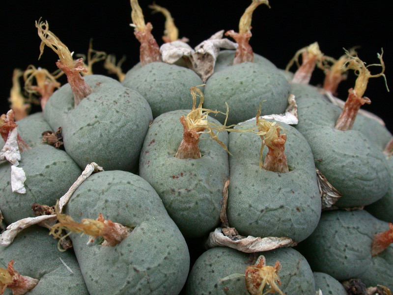 conophytum sp 06