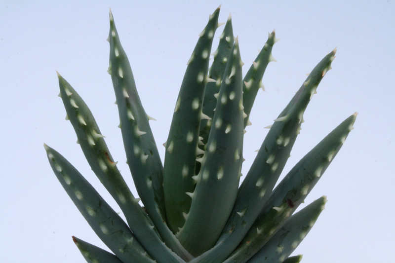 aloe longistyla 6682