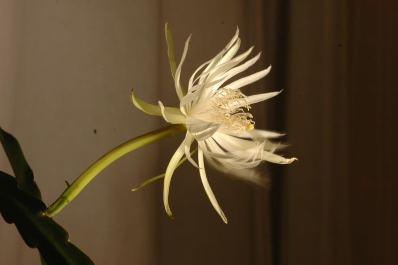 epiphyllum pumilum phasen 2294