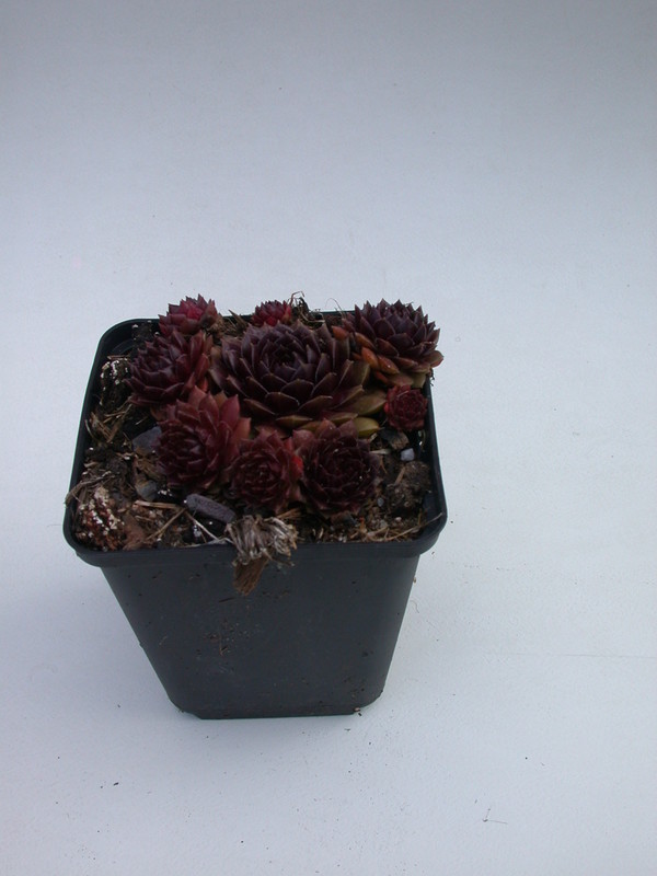 sempervivum fritz koehlein 5716