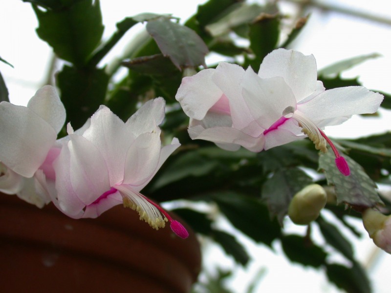schlumbergera thor britta03