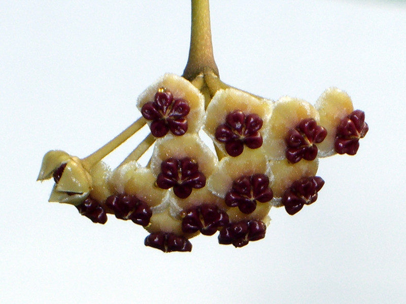 hoya kerrii 1360