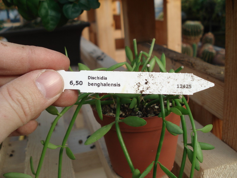 dischidia benghalensis 5031