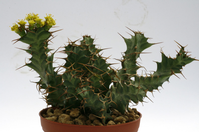 euphorbia persistens 0084