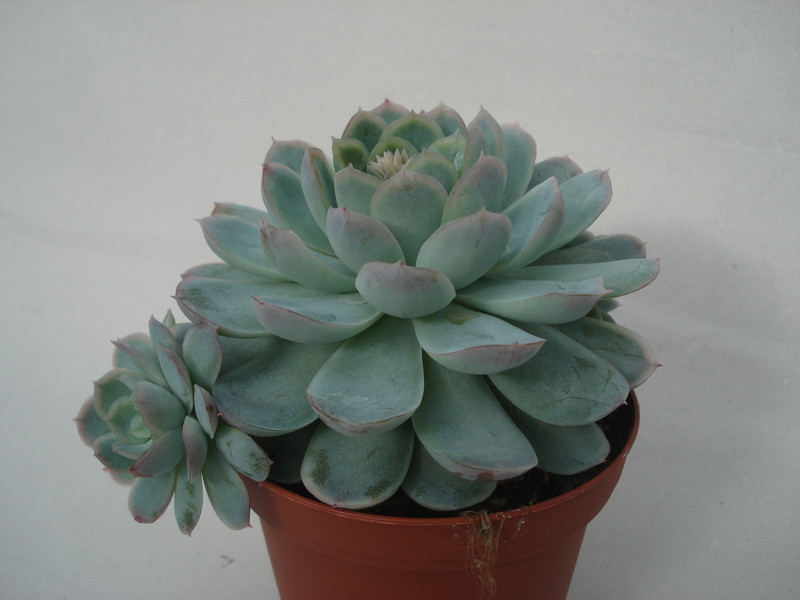echeveria elegans 8298