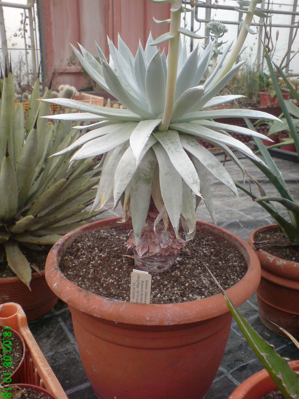 dudleya brittonii 224