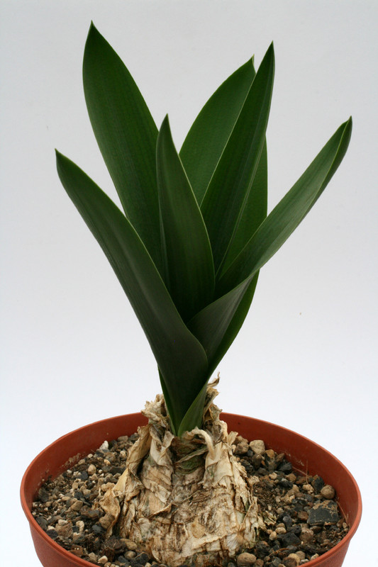 urginea altissima 0717