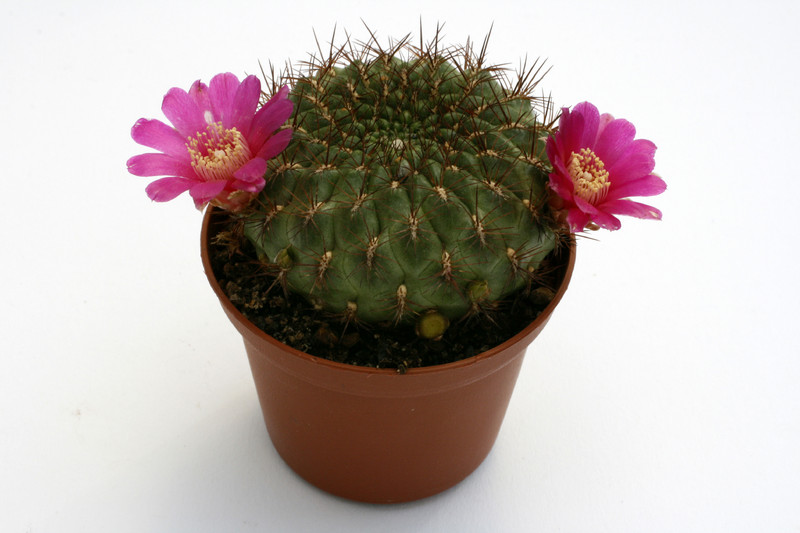 sulcorebutia purpurea hs69 l 9947