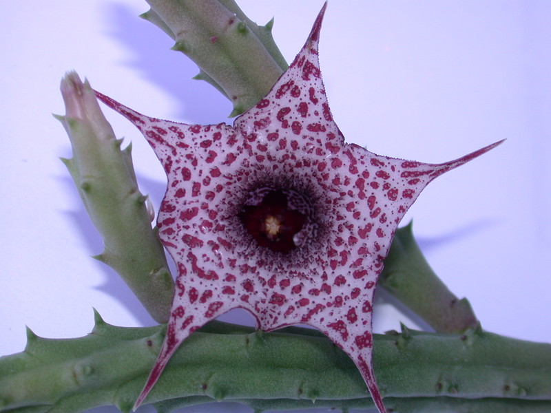 huernia boleana es2310 03