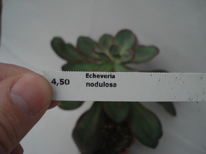 echeveria nodulosa 8314