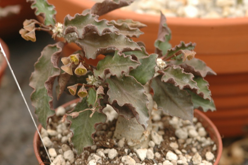 euphorbia ambovombensis 1111