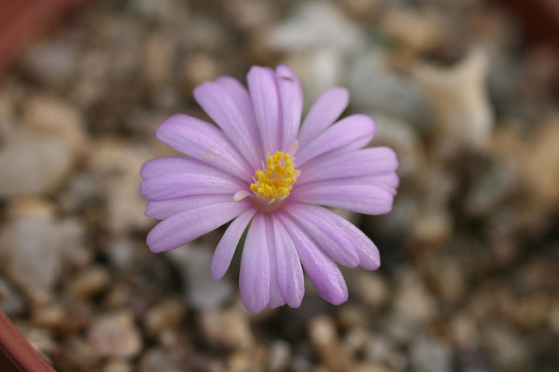 conophytum marginatum haramoepense 0157