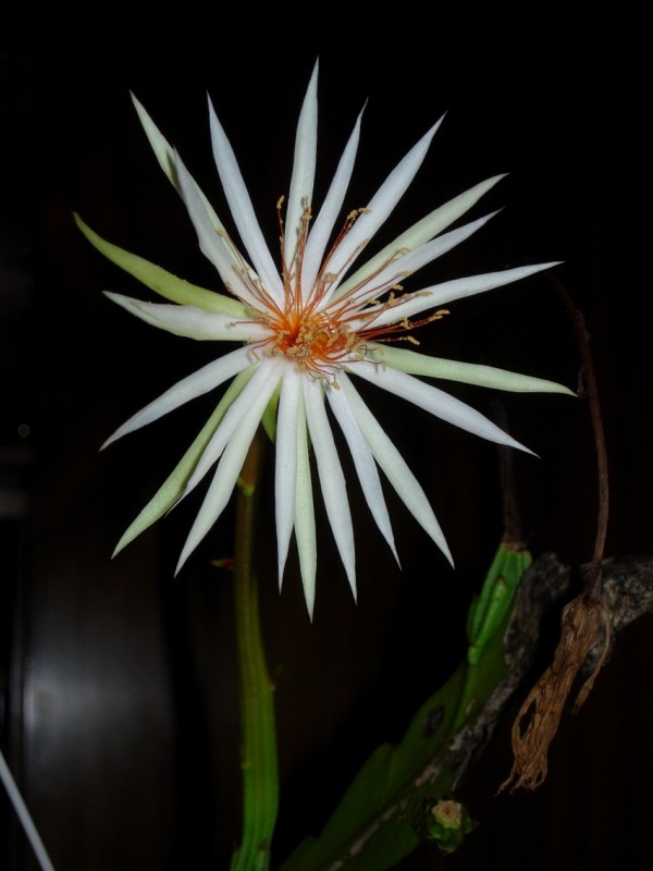 epiphyllum rubrocoronatum rb25 5191 50