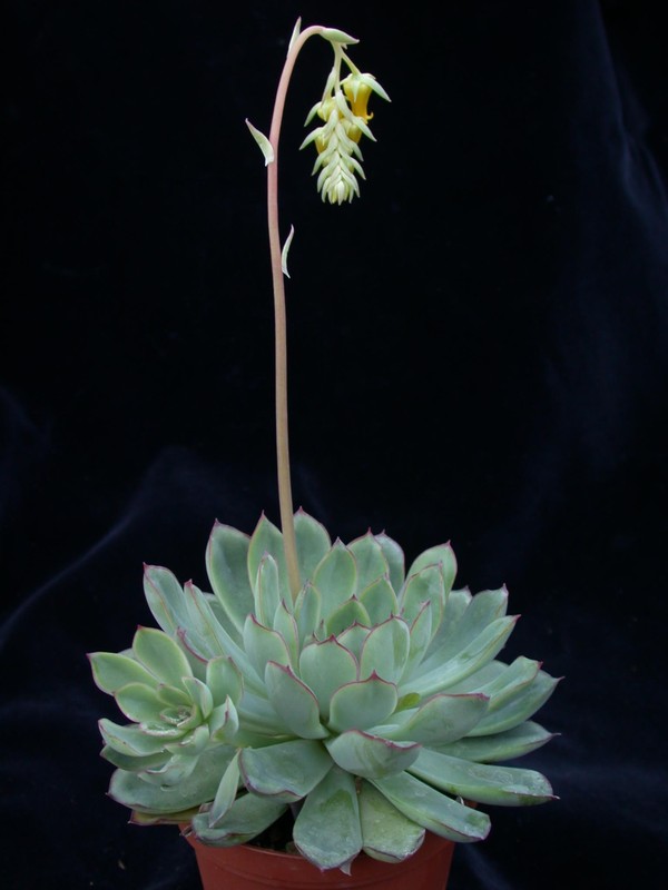 echeveria pulidonis 02