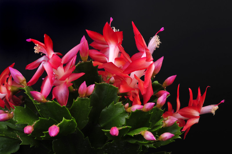 schlumbergera jolly dancer 003