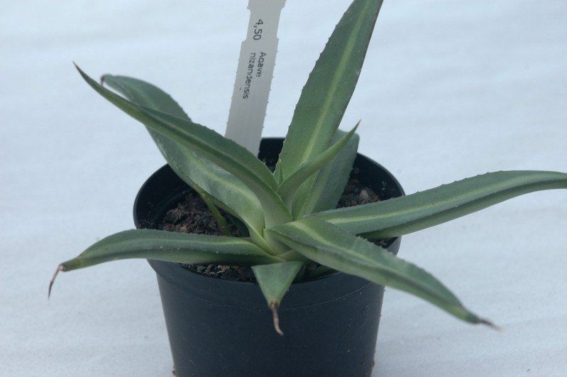 agave nizandensis 2
