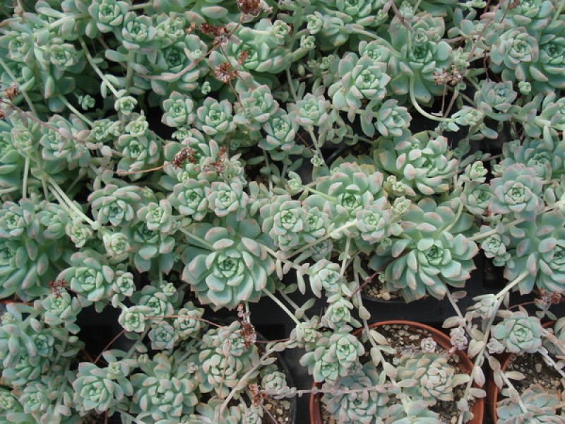 echeveria prolifera 01