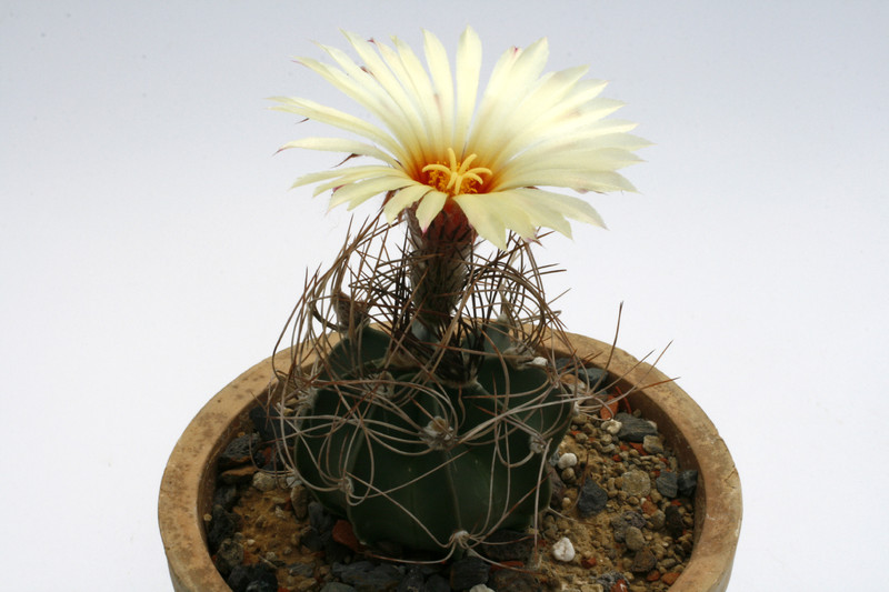 astrophytum senile el amparo 9822