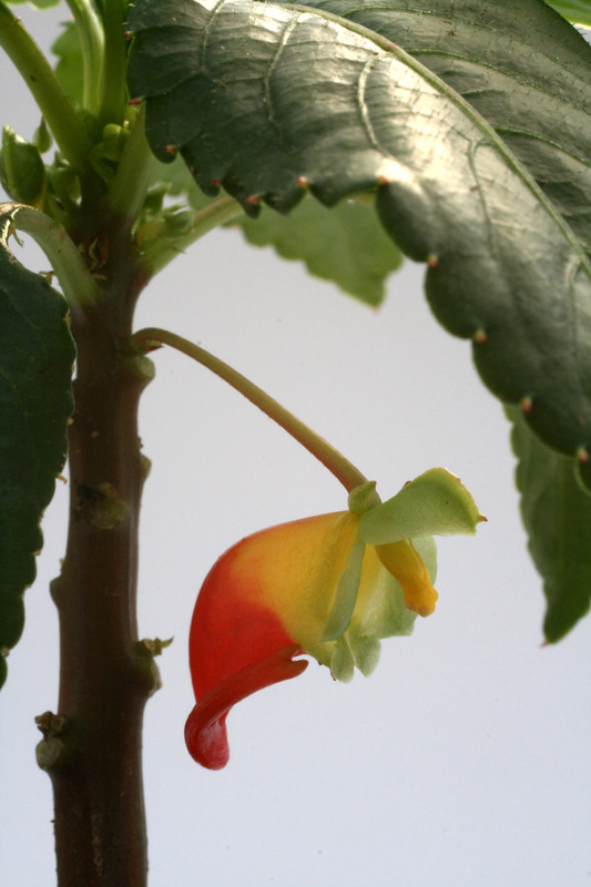 impatiens nimmamensis 0852