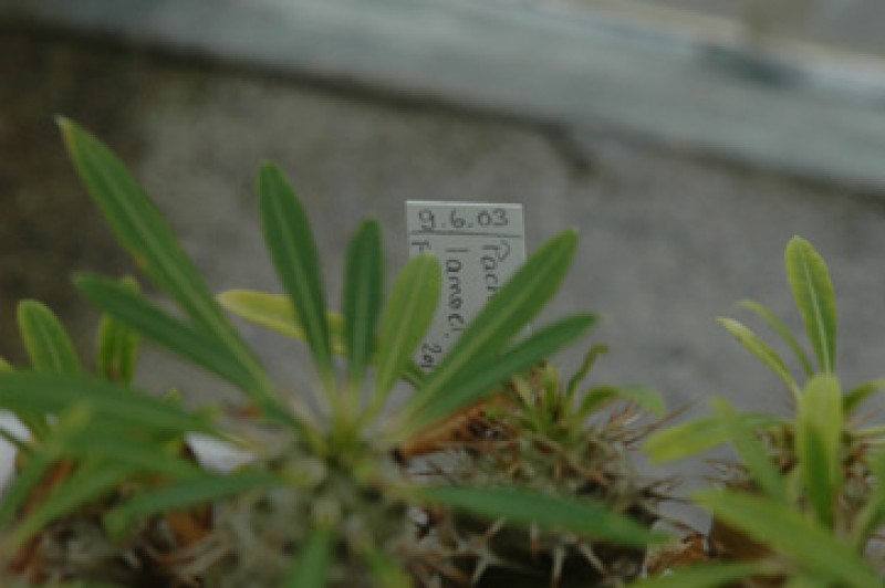pachypodium lameri 03