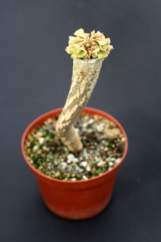 euphorbia ankarensis 1908