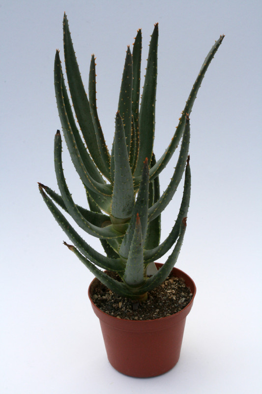 aloe dichotoma w 6685