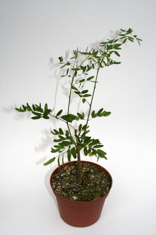 delonix decaryi 4001