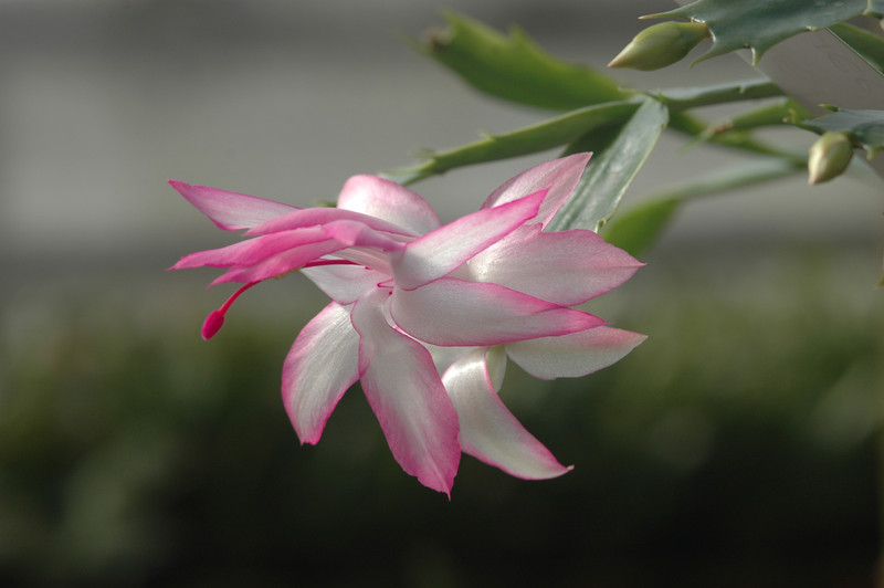 schlumbergera bristol queen 8171