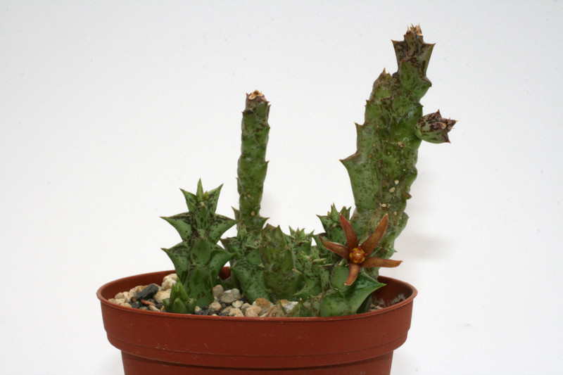 caralluma wissmannii 9662