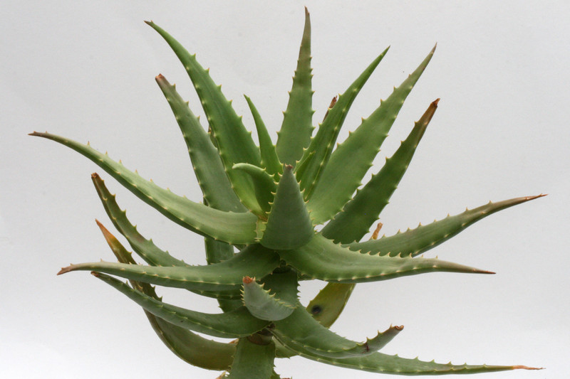 aloe morijensis kenia 6701
