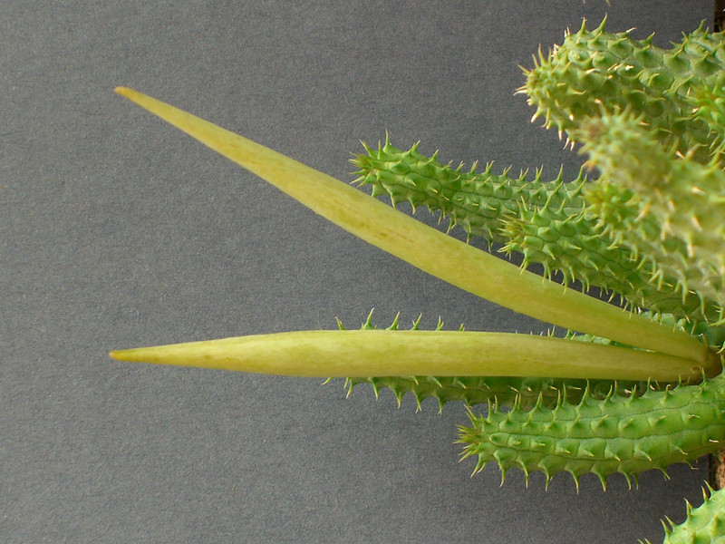 huernia angolensis 0226