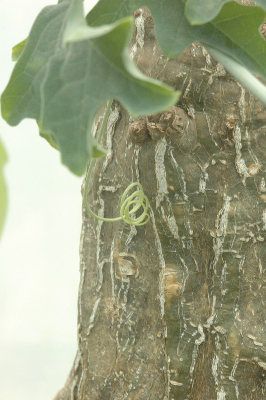 cephaopentandra ecirrhosa 07
