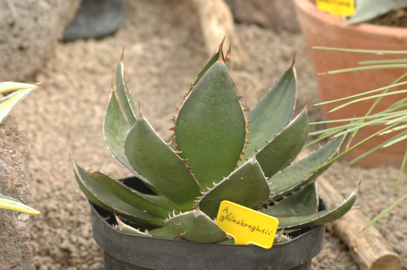 agave ghiesbreghtii 02