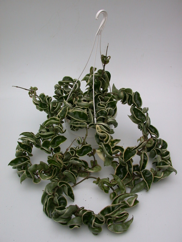 hoya carnosa compacta regalis 3947