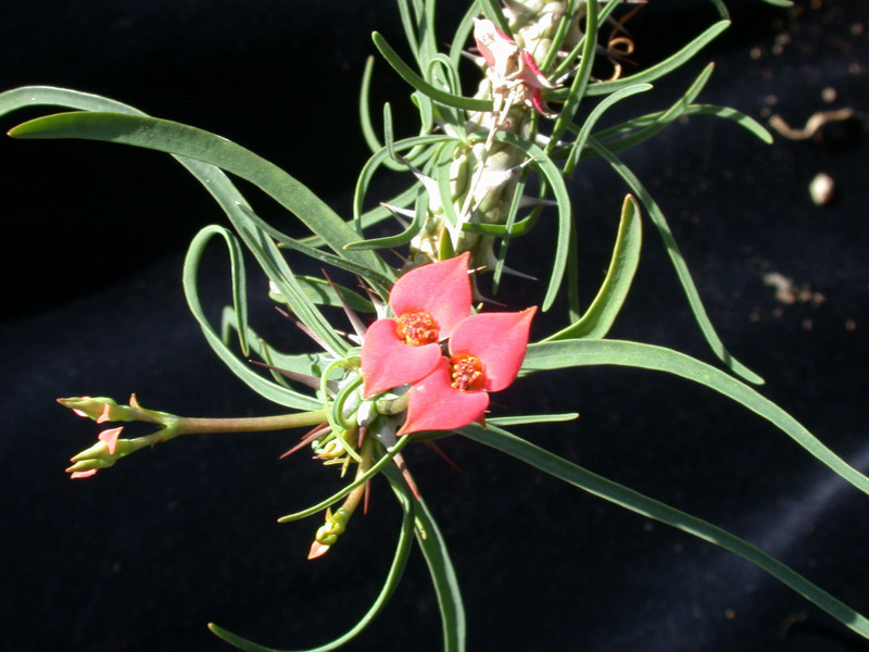 euphorbia gottlebii 01