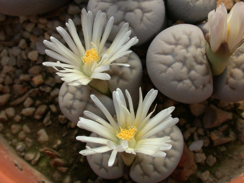 lithops karasmontana eberlanzii erniana c209 01